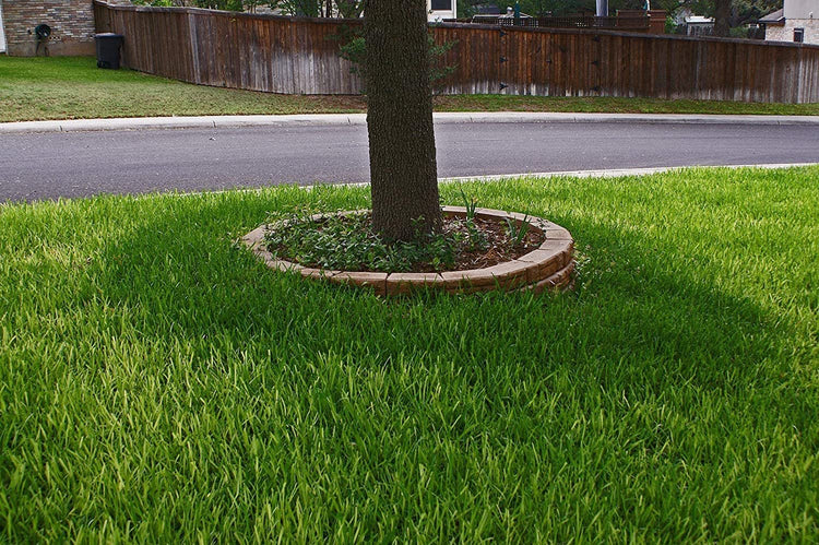 St. Augustine Floratam 3 Inch Sod Plugs - Extra Large Live Plugs - Drought, Salt and Shade Tolerant Turf Grass