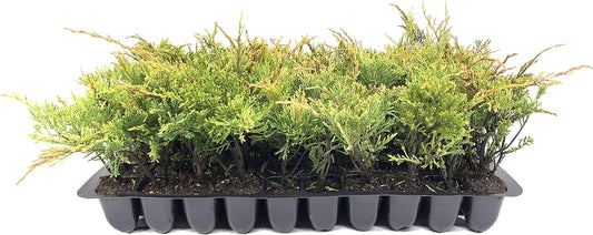 Monna Juniper Sierra Spreader - Live Plants - Juniperus Chinensis - Drought Tolerant Cold Hardy Evergreen Ground Cover