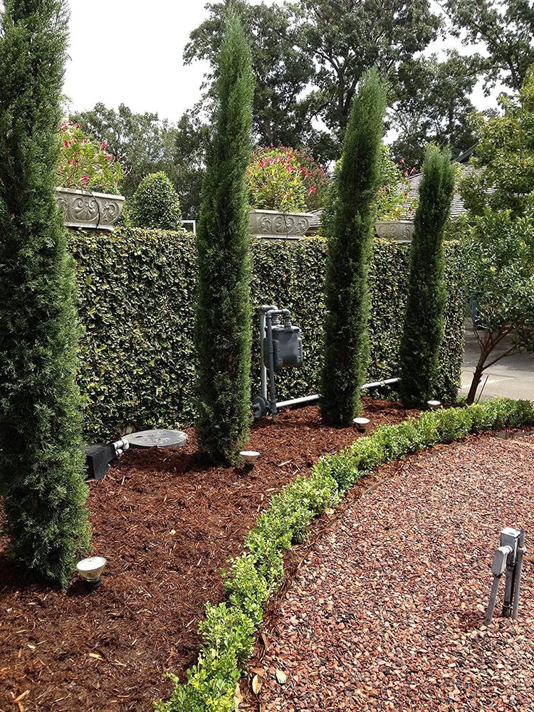 Italian Cypress Tree | Extra Large 3 Gallon Trees | Cupressus Sempervirens | Formal Elegant Mediterranean Style Plants