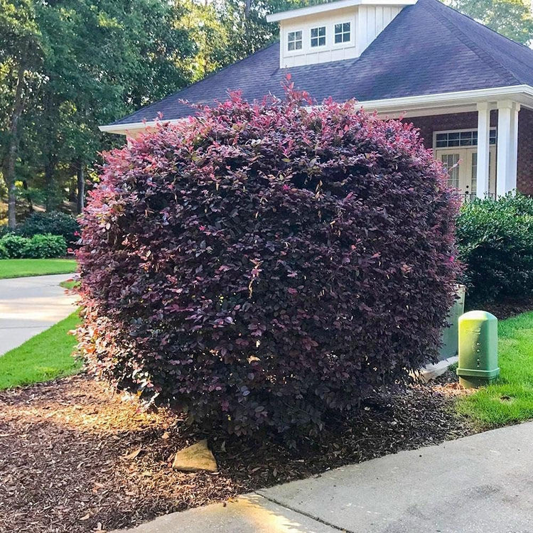 Loropetalum Carolina Midnight | Live Plants | Chinensis Rubrum | Evergreen Shrub Blooming Hedge