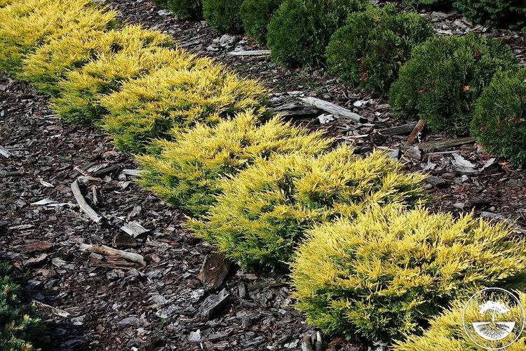 Lime Glow Juniper | Live Gallon Size Plants | Juniperus Horizontalis | Cold Hardy Drought Tolerant Evergreen Groundcover