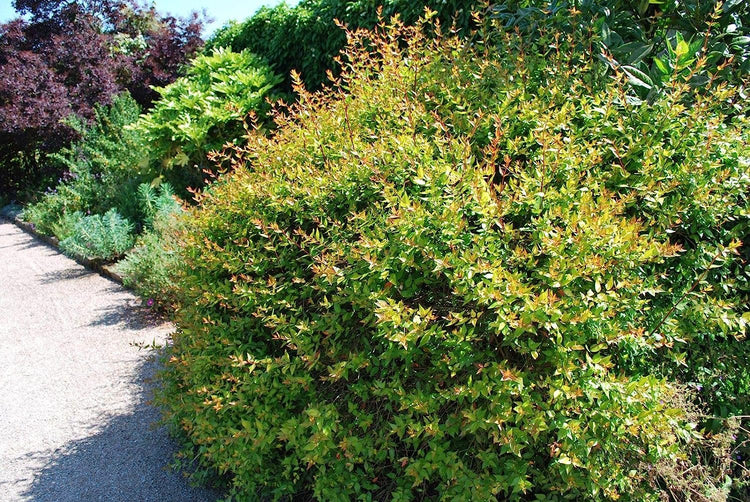 Abelia Grandiflora Francis Mason - Live Plants - Flowering Deer Resistant Butterfly Attracting Shrub