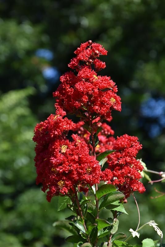 Crape Myrtle Red Rocket | Extra Large 3 Gallon Plants | Vivid Scarlet Blooms, Live Plant, Striking Ornamental Shrub for Vibrant Garden Displays