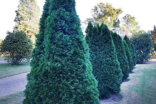 Thuja Blue Cone Arborvitae Qty 60 Live Plants Evergreen Privacy Hedge