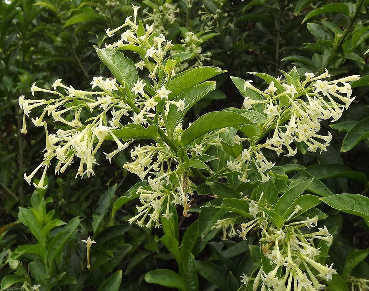 Night Blooming Jasmine - Live Plants - Jessamine Cestrum Nocturnum - Fragrant Blooming Vine