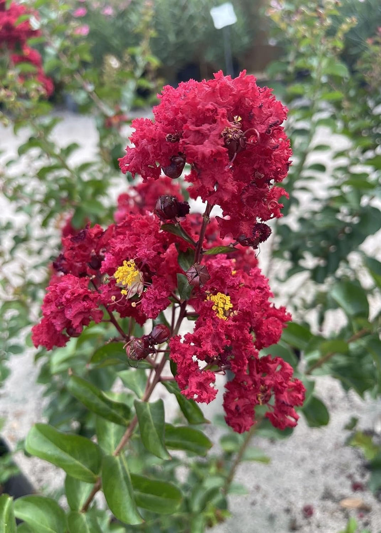 Crape Myrtle Dynamite Red | Live Plants | Vivid Red Blooms & Hardy Growth, Live Plant, Ornamental Shrub for Striking Garden Display (40 Plants)