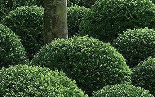 Japanese Holly | Large Gallon Size Plants | Ilex Compacta Crenata