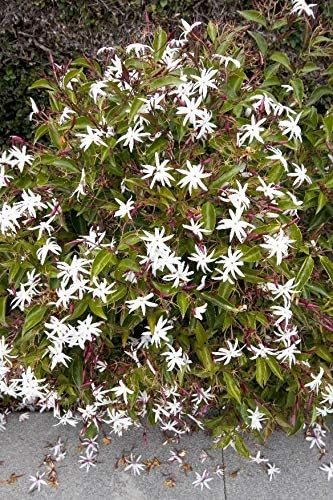 Star Jasmine - Live Plants - Jasminum Nitidum - Fragrant Blooming