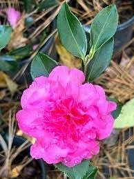 Camellia Sasanqua Sparkling Burgundy I Extra Large 3 Gallon Plants I Pink Flowering Radiant Deep Red Blooms, Live Plant for Gardens & Patios, Elegant Ornamental Shrub (1 Plant)