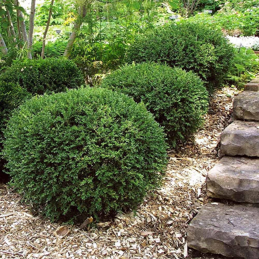 Wintergreen Boxwood | Live Quart Size Plants | Dense Evergreen Foliage