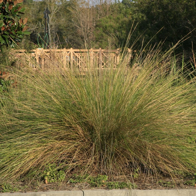 Sand Cord Grass I Large Gallon Size Plant I Spartina Bakeri I Live Plants, Salt-Tolerant Native Grass for Wetlands, Erosion Control, and Coastal Landscaping