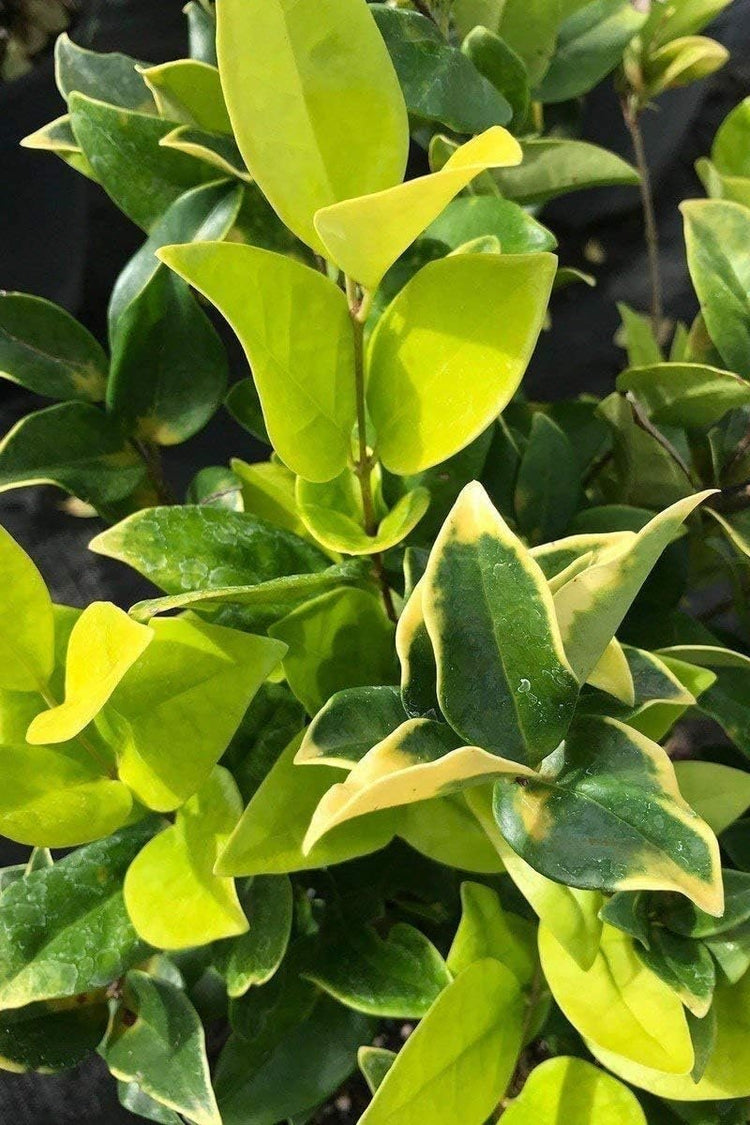 Ligustrum Japonicum Howardi - Live Quart Size Plant - Privet Howardii - Variegated Evergreen Privacy Hedge