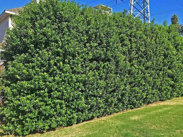 Ilex Nellie R. Stevens Holly | Large Gallon Size Tree | Low Maintenance Live Evergreen Privacy Shrub Red Berries