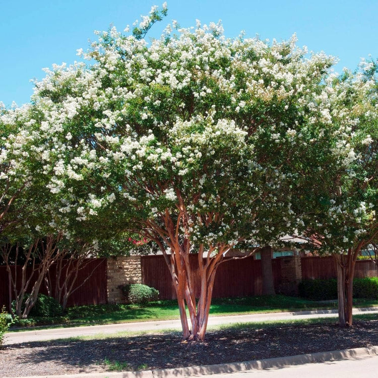 Crape Myrtle Natchez | Live Plants | Lagerstroemia Indica