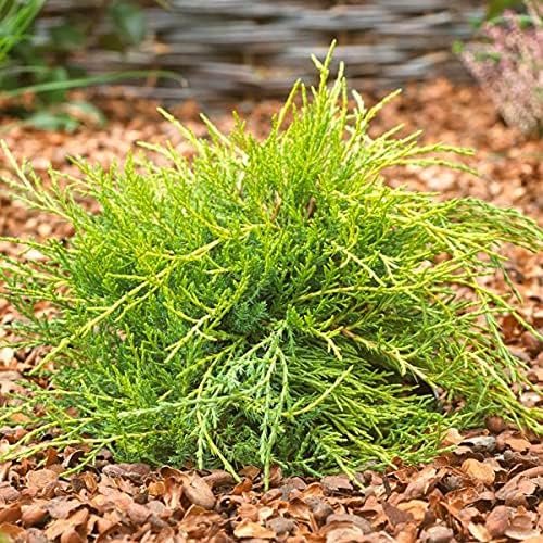 Gold Star Juniper | Live 4 Inch Pots | Juniperus Chinensis | Drought Tolerant Cold Hardy Evergreen Groundcover Plants