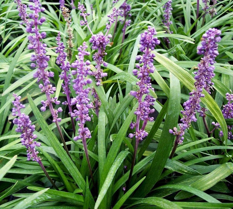 Super Blue Liriope Muscari | Live Bare Root Pips | Evergreen Plant