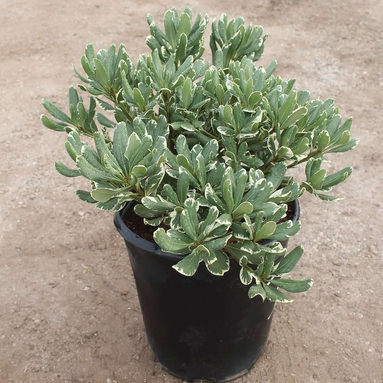 Pittosporum Variegated I Large Gallon Size Plants I Pittosporum Tobria Variegatum I Live Striking Two-Tone Foliage for All-Year Visual Interest, Ideal for Hedges, Borders (2 Plants)