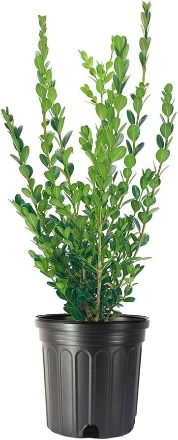 Winter Gem Boxwood | Large Gallon Size Plants | Buxus Microphylla Japonica