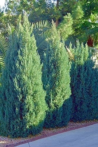 Blue Point Juniper | Large 3 Gallon Trees | Juniperus Chinensis | Evergreen Screening Plants