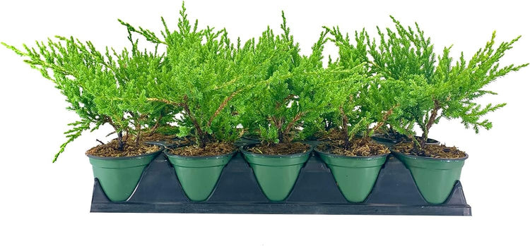 Green Sargent Juniper | Live 4 Inch Pots | Juniperus Chinensis | Drought Tolerant Cold Hardy Evergreen Groundcover Plants