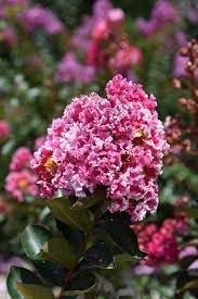 Crape Myrtle Raspberry Sundae | Extra Large 3 Gallon Plants | Dual-Color Red & Pink Blooms, Live Plant, Stunning Bicolor Ornamental Shrub for Eye-Catching Garden Displays