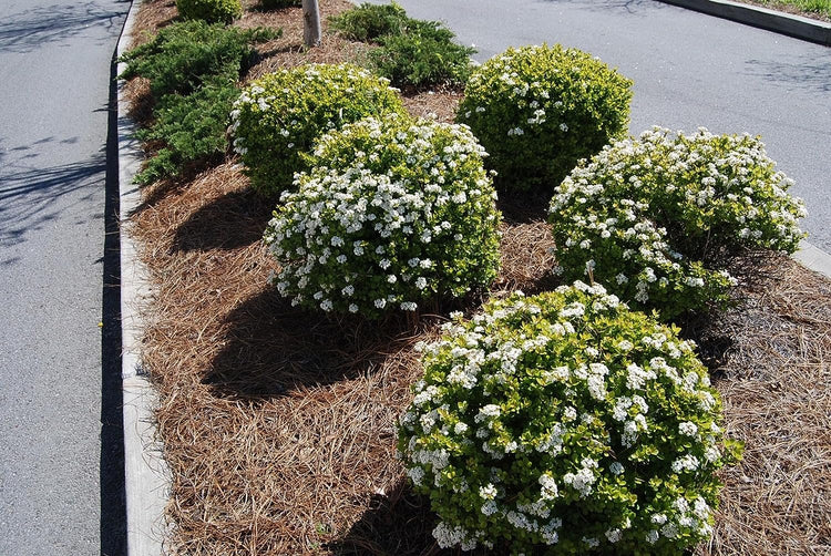 Viburnum Mrs. Schiller's Delight I Live Plants I Dwarf Obovatum I Evergreen Shrub with Fragrant White Blooms, Ideal for Hedges, Borders, and Ornamental Landscaping (40 Plants)