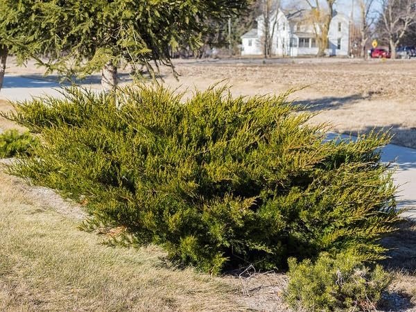 Seagreen Juniper | Extra Large 3 Gallon Plants | Elegant & Hardy Evergreen Shrub, Perfect for Ground Cover, Landscaping, Topiary & Bonsai, Vibrant Foliage for Garden & Outdoor Spaces (1 Plant)