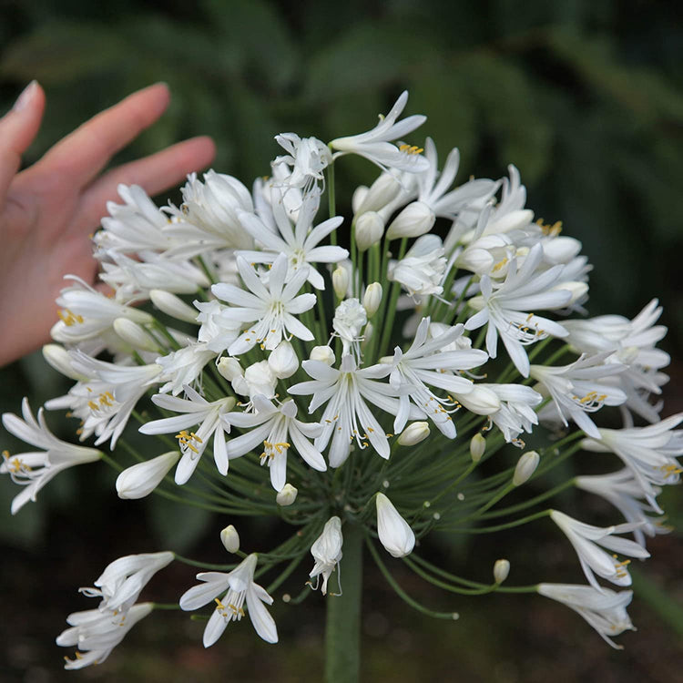 Agapanthus Getty White - Live Plants - Blooming Groundcover Grass