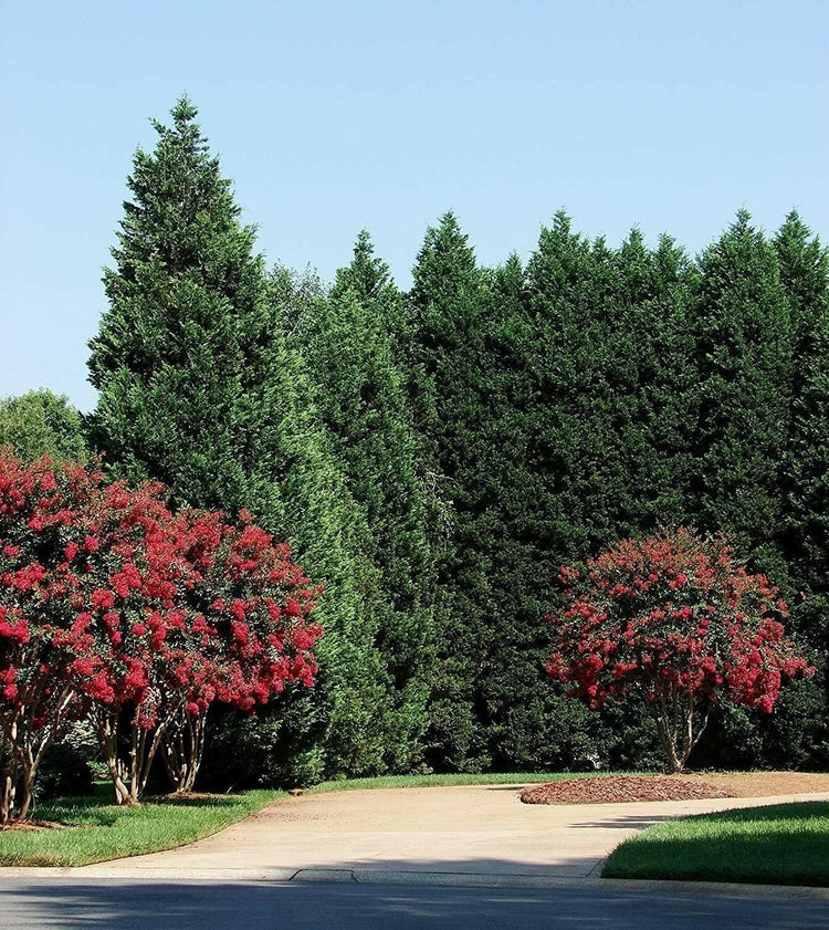 Murray Cypress Tree | Large 3 Gallon Plant | Cupressus x Leylandii | Live Privacy Screening Hedge