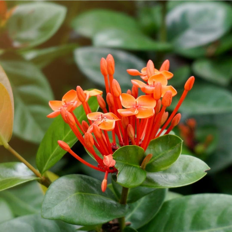 Ixora Maui Red | Live Plants | Beautiful Vibrant Blooming Butterfly Attracting Shrub | Coccinea Flame of The Woods Jungle Flame