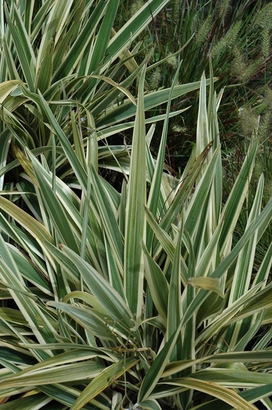 Variegated Flax Lily I Large Gallon Size Plants I Dianella Tasmanica I Live Striking Green and White Foliage, Drought-Resistant, Evergreen Perennial