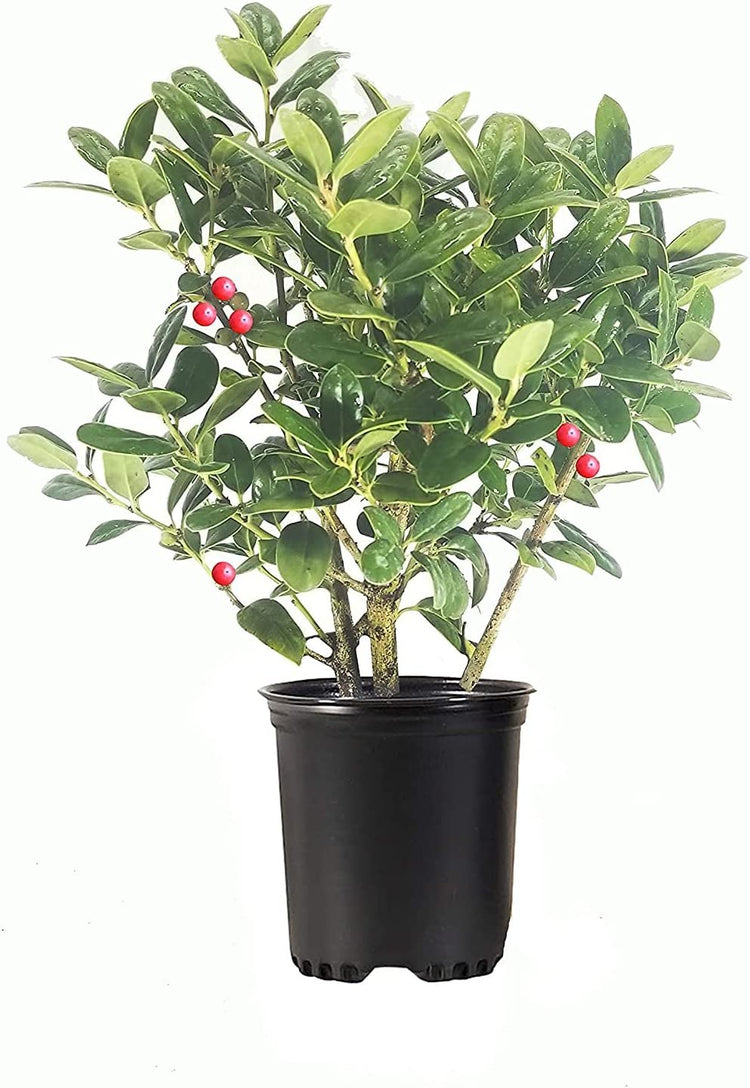 Dwarf Burford Holly | Live Quart Size Plants | Ilex Burfordi Evergreen Hedge Red Berries Shrub Tree