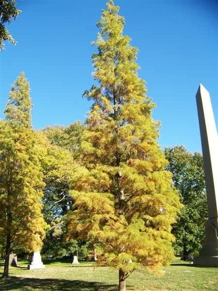 Pond Cypress | Live Trees | Taxodium Ascendens | Wet Tolerant Fast Growing Shade Tree