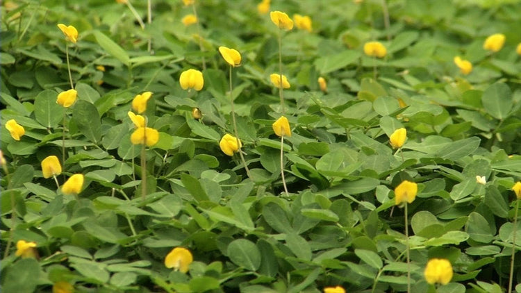 Ornamental Peanut Grass - Arachis Glabrata - Live Plants - 2" Pot Size - Fully Rooted Drought Tolerant Ground Cover