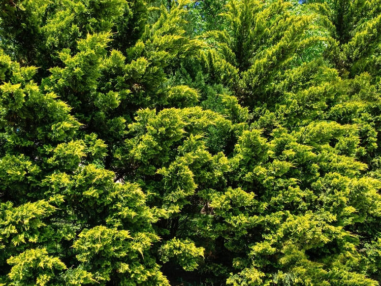 Murray Cypress Tree | Large Quart Size Containers | Cupressus x Leylandii | Live Upright Screening Evergreen Hedge Plant