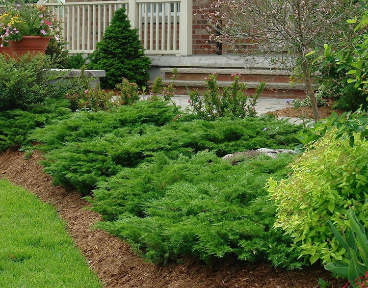 Juniper Calgary Carpet | Live 4 Inch Pots | Juniperus Sabina Monna | Drought Tolerant Cold Hardy Evergreen Groundcover Plants