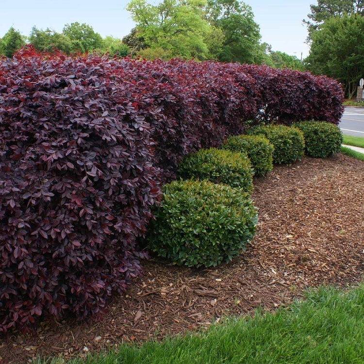 Loropetalum Ruby I Live Quart Size Plants I Chinese Fringe Flower I Vivid Red Leaves with Pink Blooms, Ideal for Hedges, Borders, and Decorative Plantings (1 Plant)