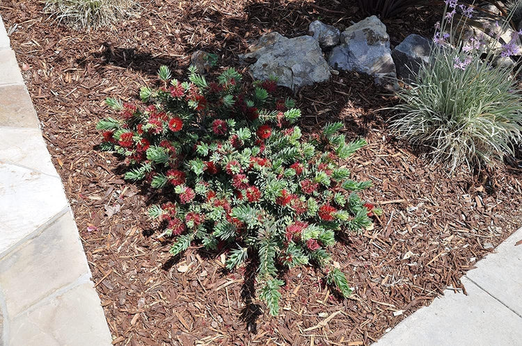 Little John Dwarf Bottlebrush | Live Plants | Callistemon | Compact Blooming Shrub | Attracts Hummingbirds and Butterflies