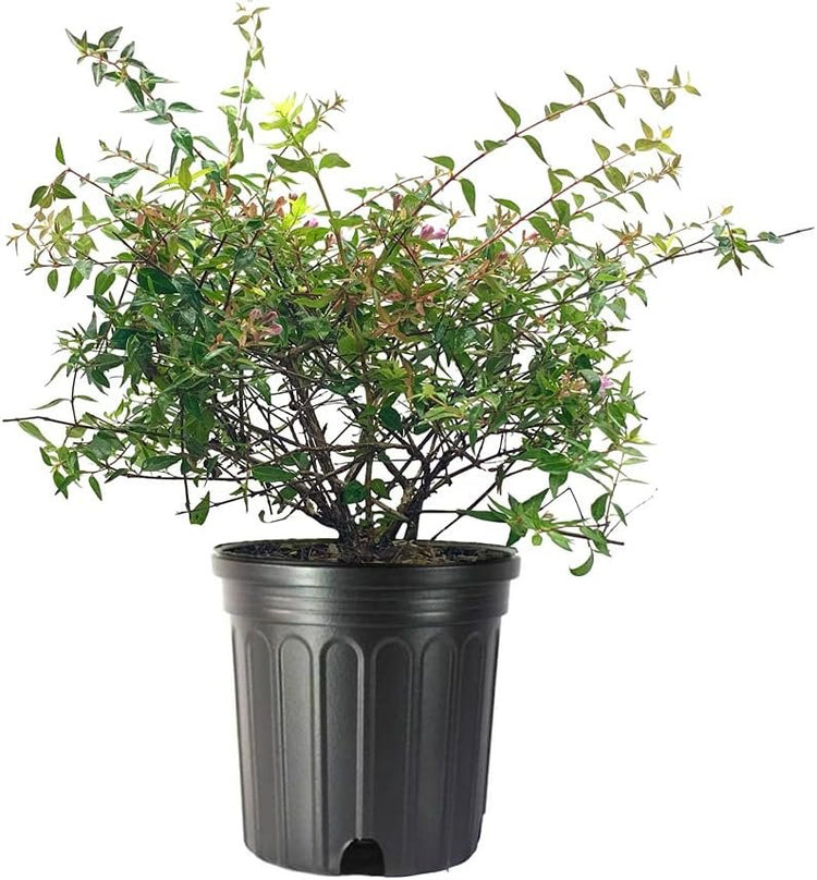 Abelia Grandiflora Edward Goucher | Large Gallon Size Plants