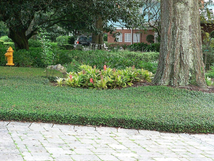 Asiatic Jasmine Minima - Live 4 Inch Plants - Trachelospermum Asiaticum - Drought Tolerant Cold Hardy Evergreen