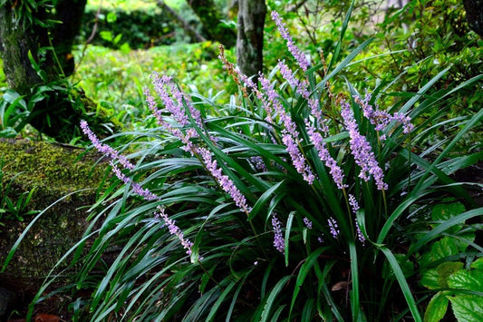 Big Blue Liriope Muscari - Live Plants - Drought Tolerant Low Maintenance Evergreen Grass