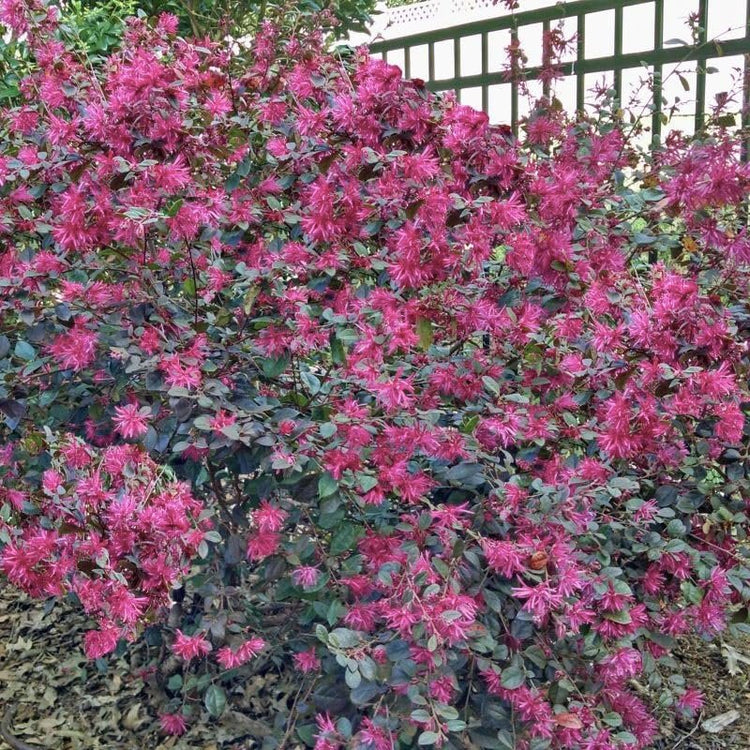 Loropetalum Ruby I Live Quart Size Plants I Chinese Fringe Flower I Vivid Red Leaves with Pink Blooms, Ideal for Hedges, Borders, and Decorative Plantings (1 Plant)