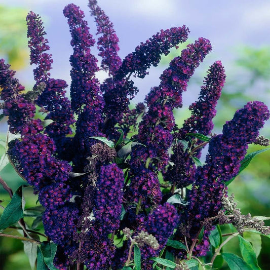 Buddleia Black Knight | Live Gallon Size Plants | Fragrant Butterfly Bush, Attracts Butterflies & Hummingbirds, Drought Tolerant Flowering Shrub (2 Plants)