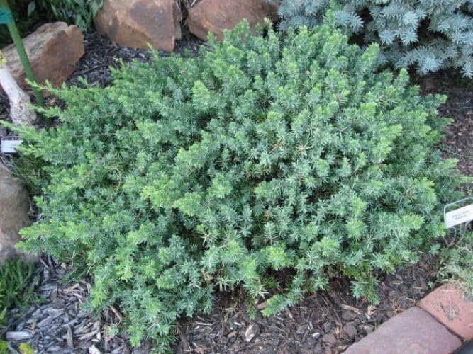 Blue Pacific Juniper | Extra Large 3 Gallon Plants | Live Fast-Growing Ground Cover Shrub, Drought-Tolerant, Low-Maintenance Landscaping Plant (2 Plants)