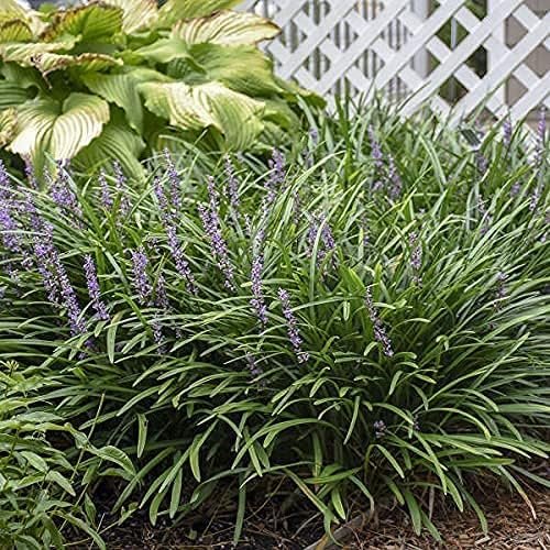 Big Blue Liriope Muscari - Plants Gallon Size - Low Maintenance Drought Tolerant Evergreen Live Grass Lilyturf