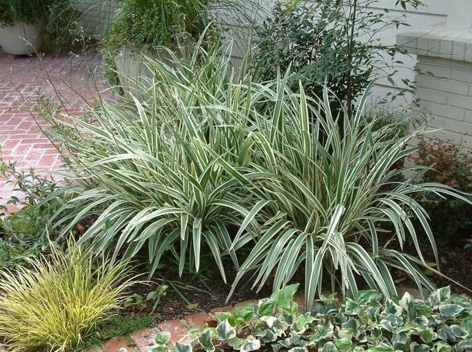 Variegated Flax Lily I Large Gallon Size Plants I Dianella Tasmanica I Live Striking Green and White Foliage, Drought-Resistant, Evergreen Perennial