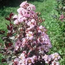 Crape Myrtle Rhapsody in Pink | Extra Large 3 Gallon Plants | Soft Pink Blooms, Live Plant, Elegant Ornamental Shrub for Graceful Garden Displays