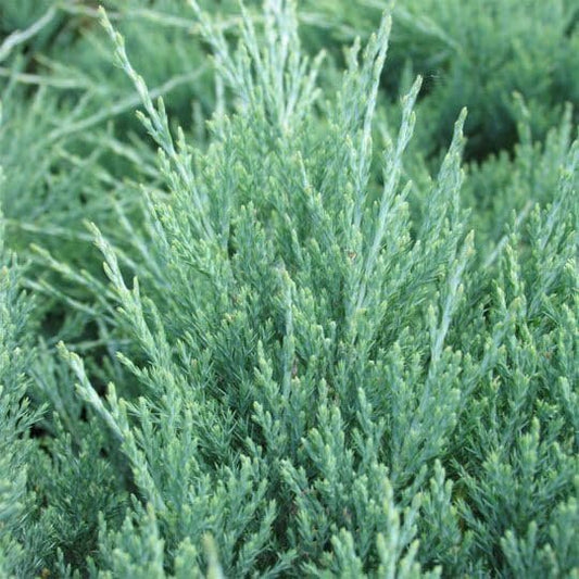 Hughes Juniper | Live Gallon Size Plants | Drought-Tolerant Evergreen for Landscaping, Privacy Screens, and Bonsai, Easy-to-Grow (1 Plant)