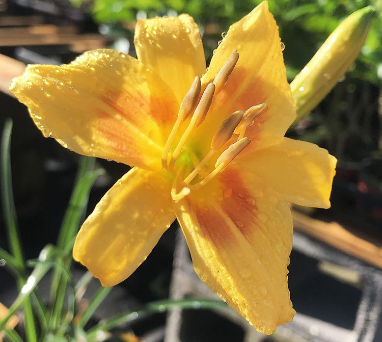 Daylily Aztec Gold | Live 4 Inch Pots | Hemerocallis Plants | Beautiful Low Maintenance Blooming Groundcover