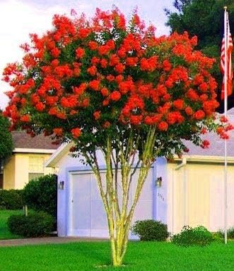 Crape Myrtle Dynamite Red | Live Plants | Vivid Red Blooms & Hardy Growth, Live Plant, Ornamental Shrub for Striking Garden Display (40 Plants)